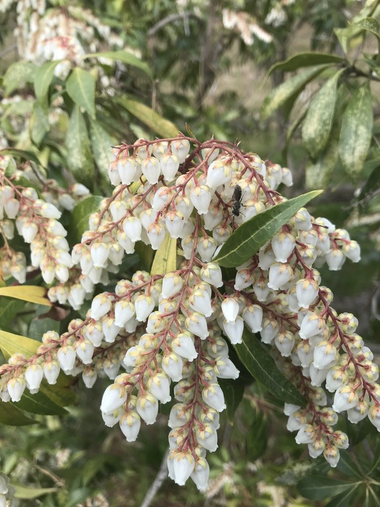 Pieris japonica