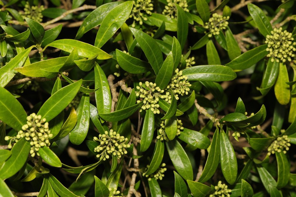 Skimmia japonica