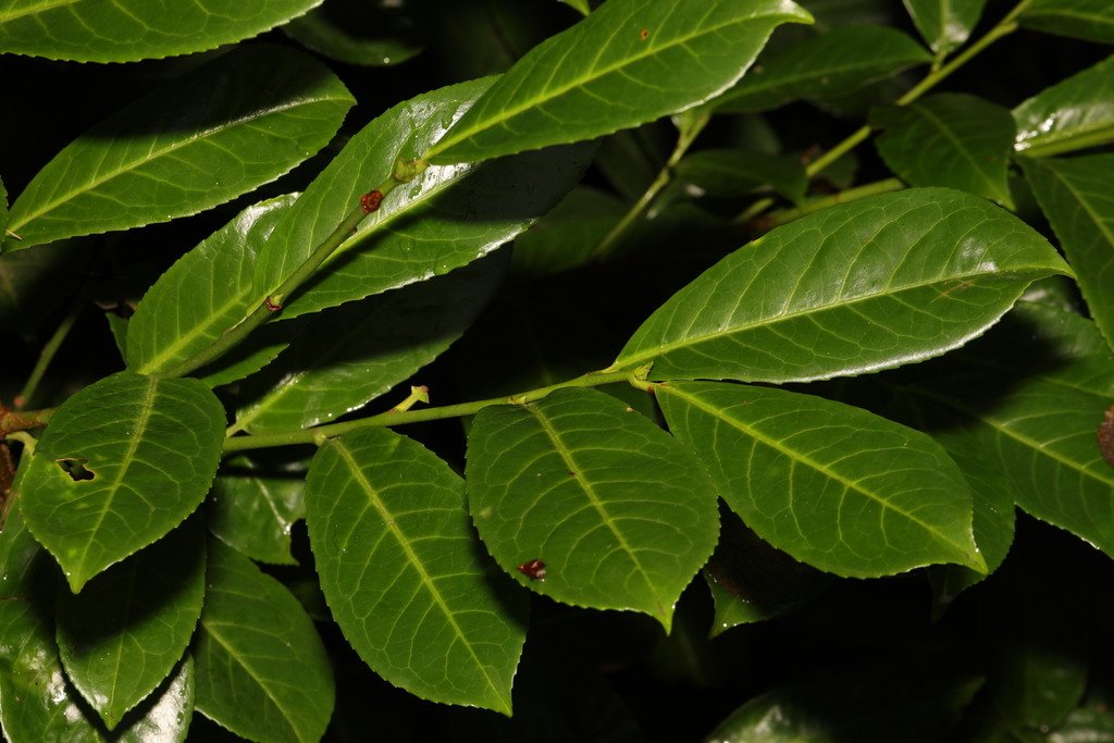 Prunus laurocerasus