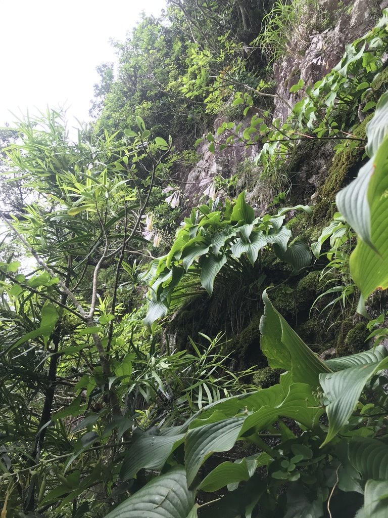Hosta sieboldiana