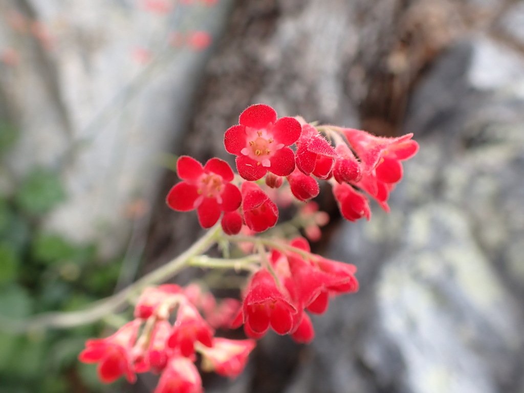 Heuchera sanguinea