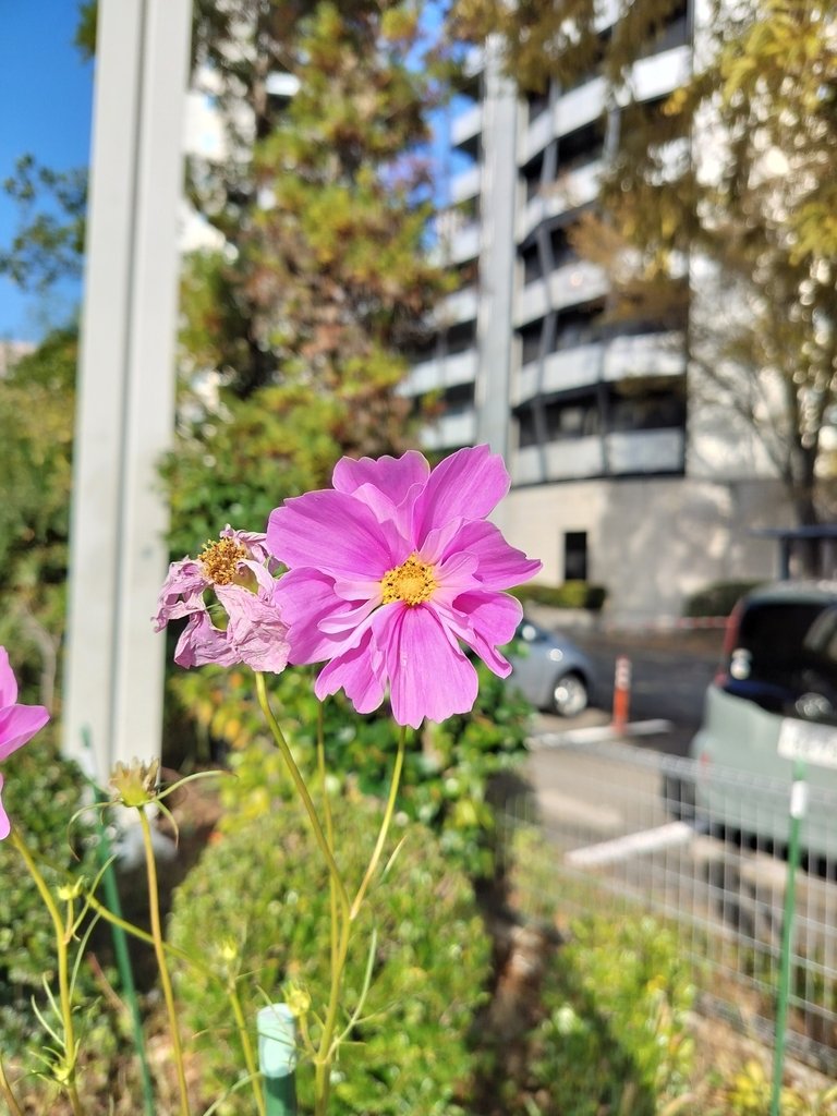 Cosmos bipinnatus