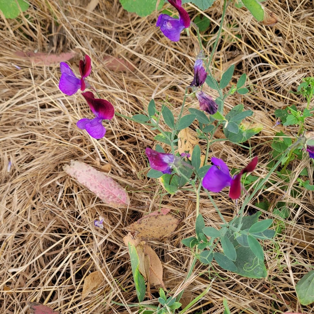 Lathyrus odoratus