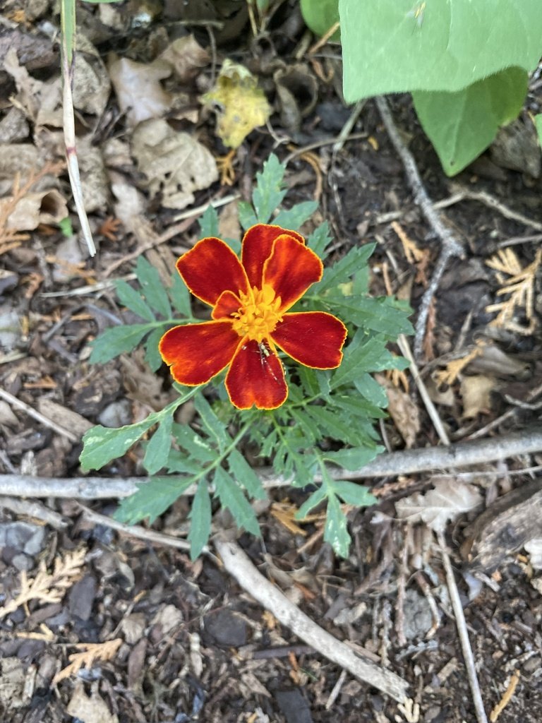 Tagetes patula