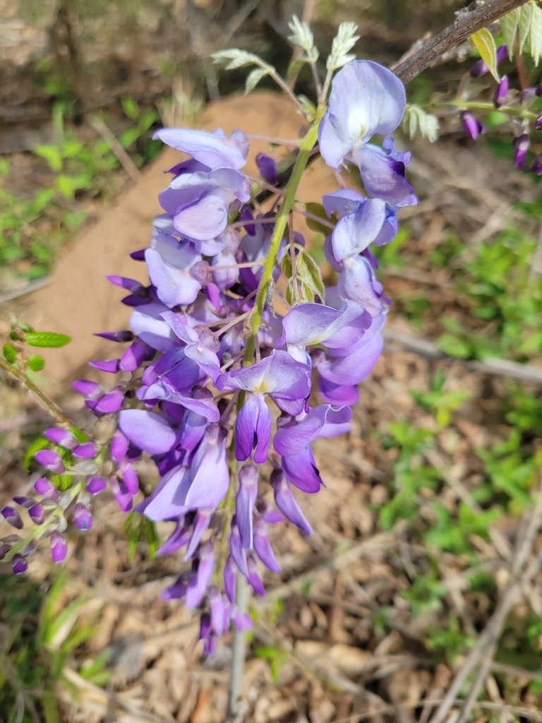 Wisteria sinensis