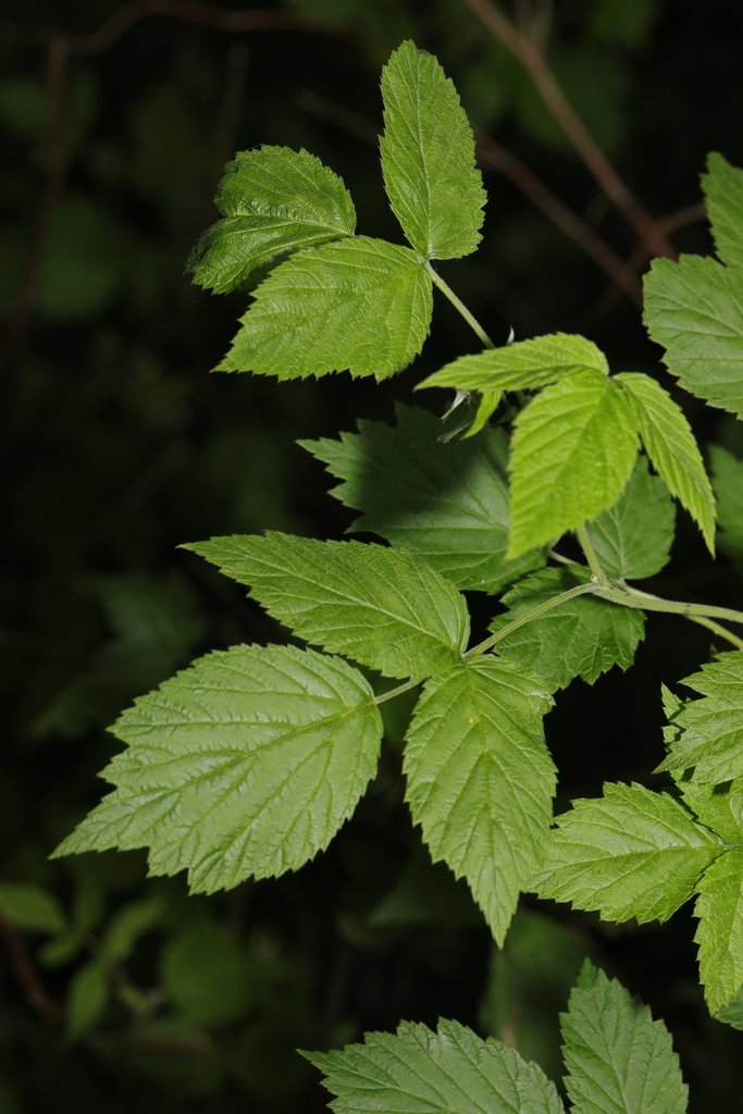 Rubus idaeus