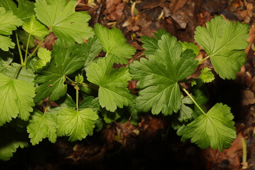 Ribes uva-crispa
