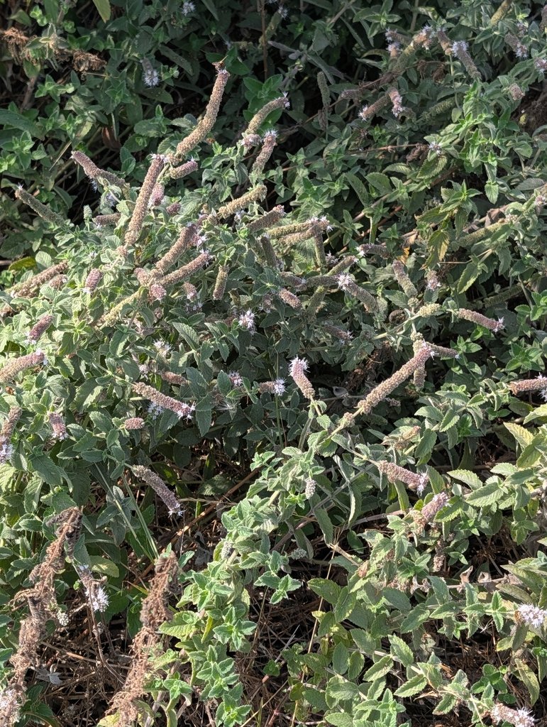 Mentha spicata