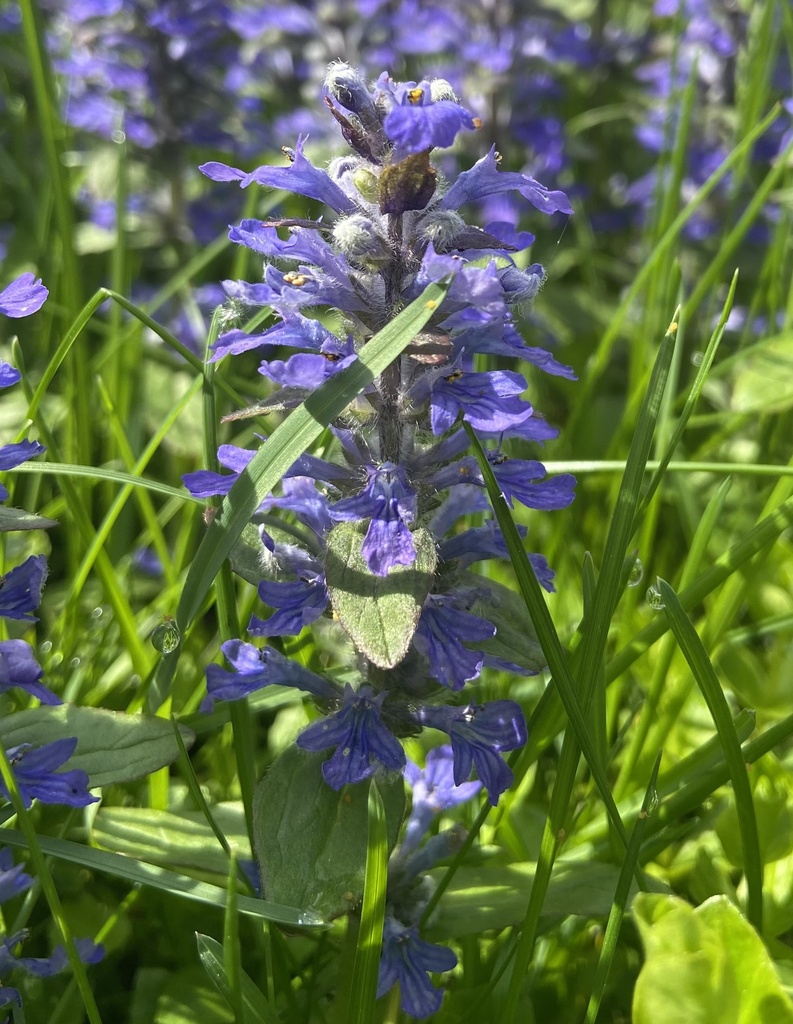 Ajuga reptans
