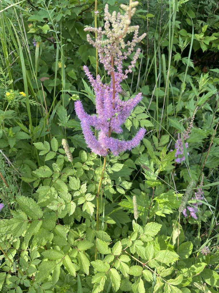Astilbe chinensis