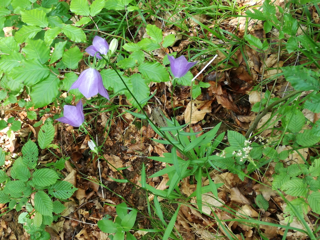 Campanula persicifolia
