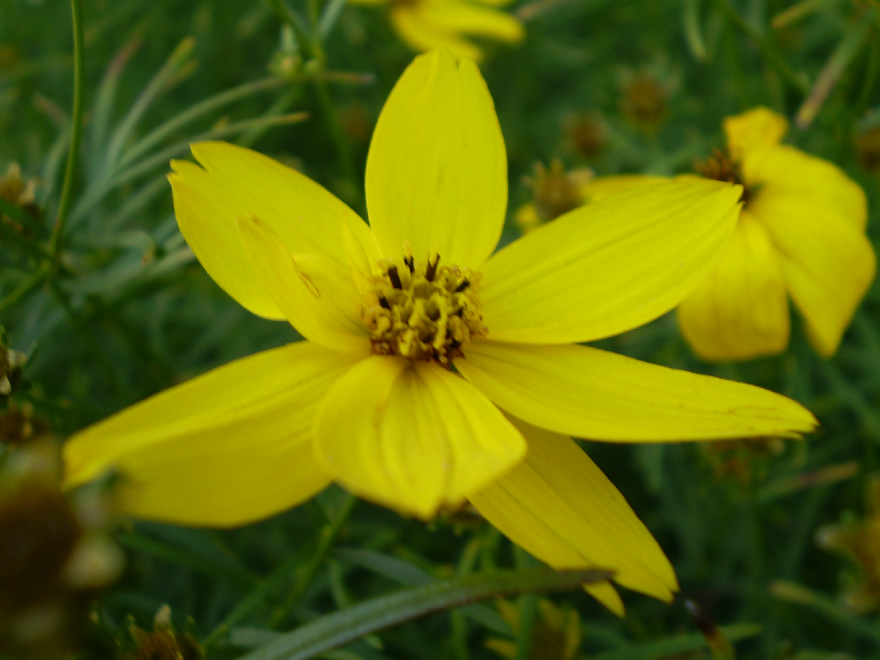 Coreopsis verticillata