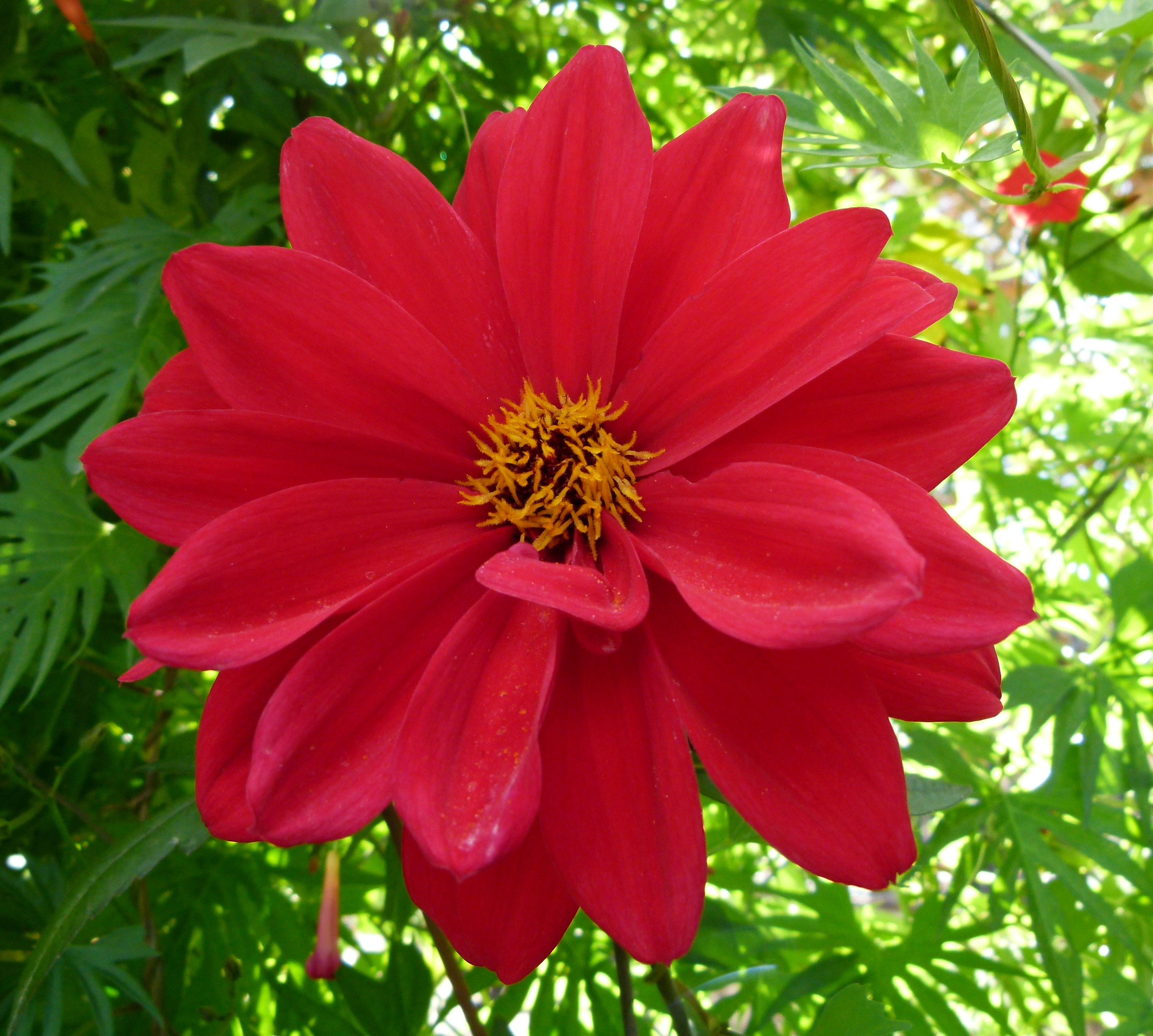Dahlia 'Bishop of Llandaff'