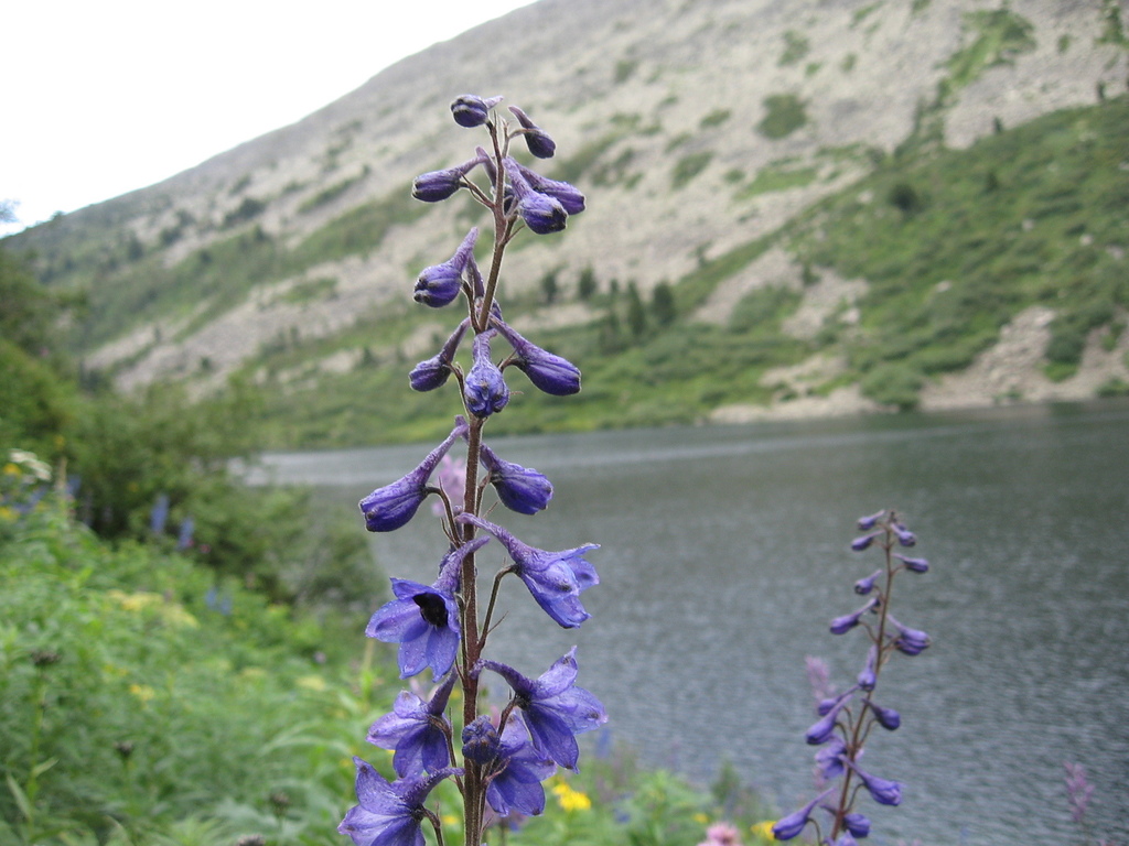 Delphinium elatum