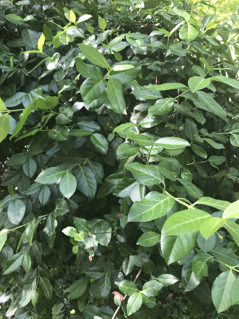Euonymus fortunei