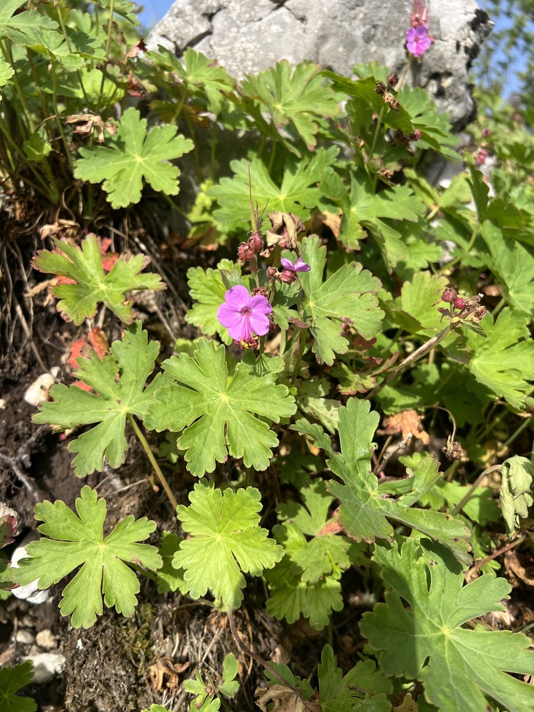 Geranium macrorrhizum