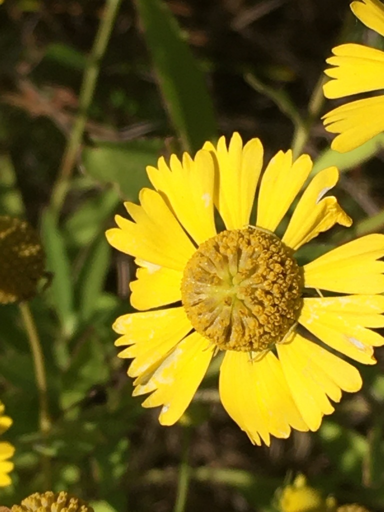 Helenium autumnale