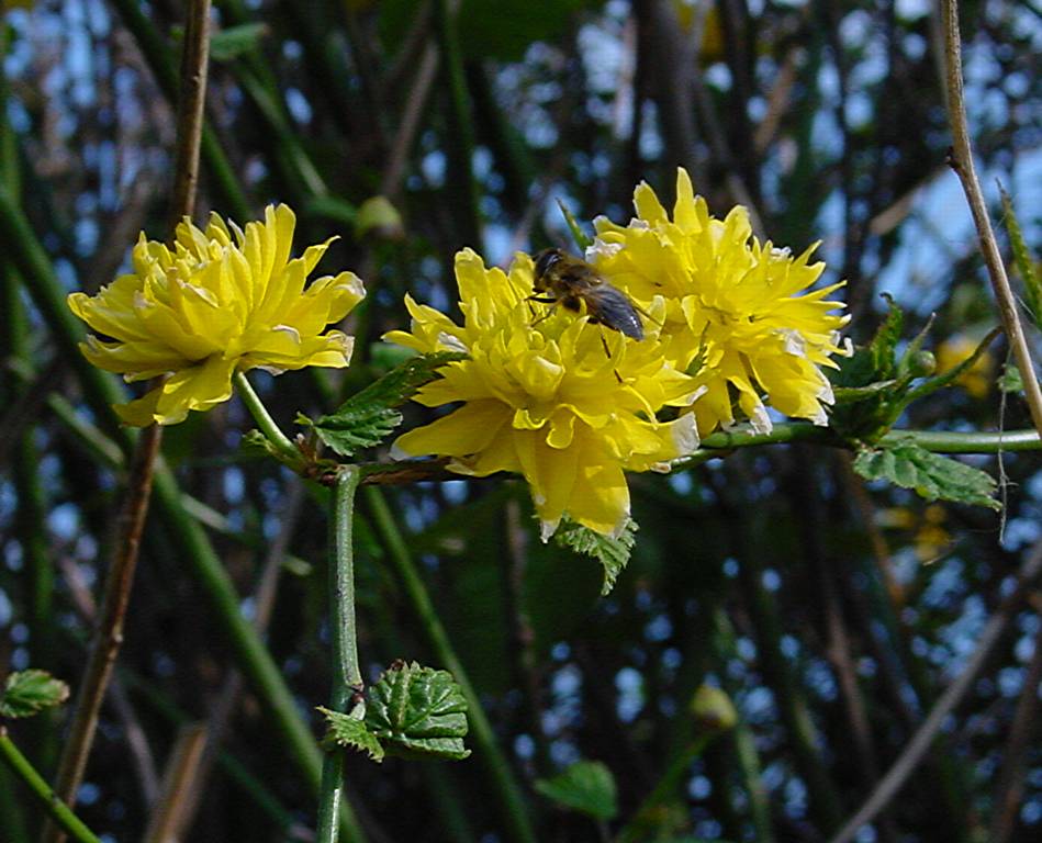 Kerria japonica 'Pleniflora'