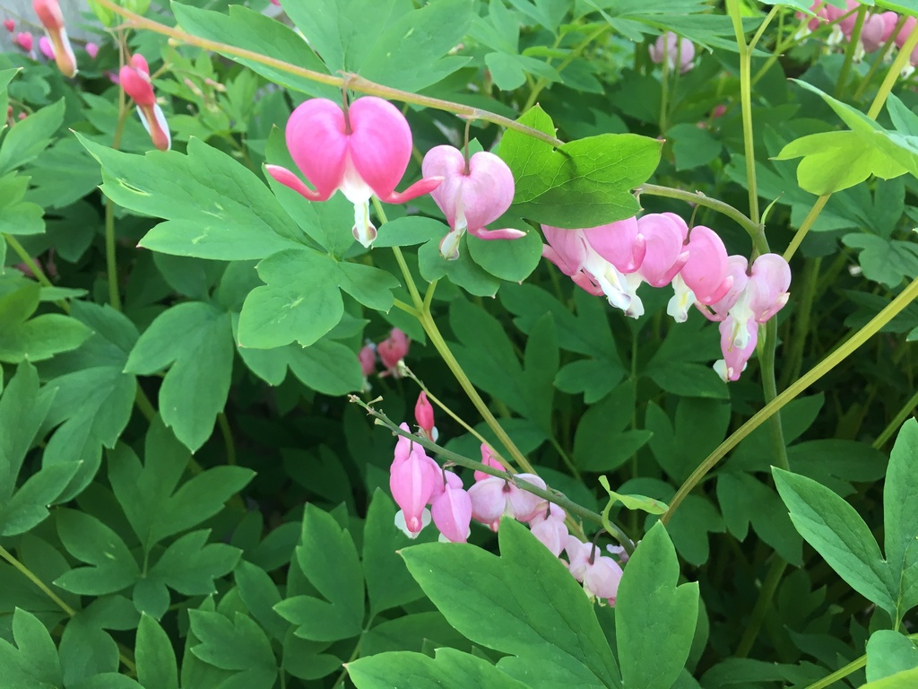 Lamprocapnos spectabilis