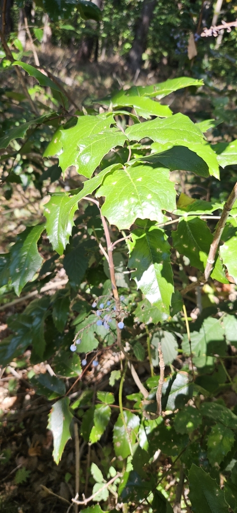 Mahonia aquifolium