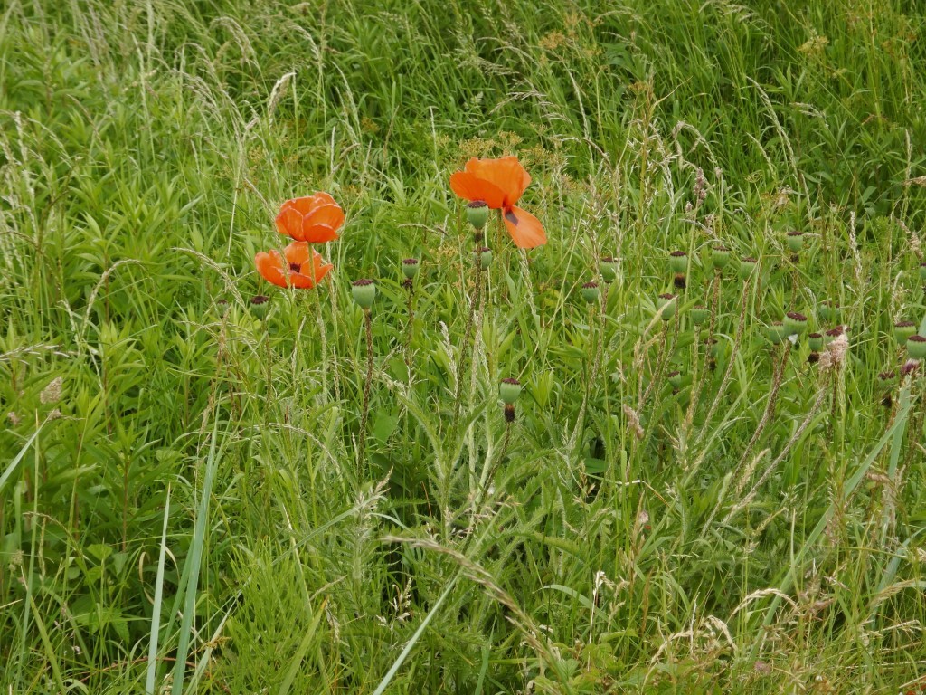 Papaver orientale