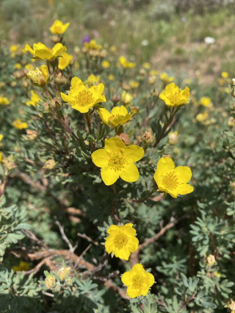 Potentilla fruticosa