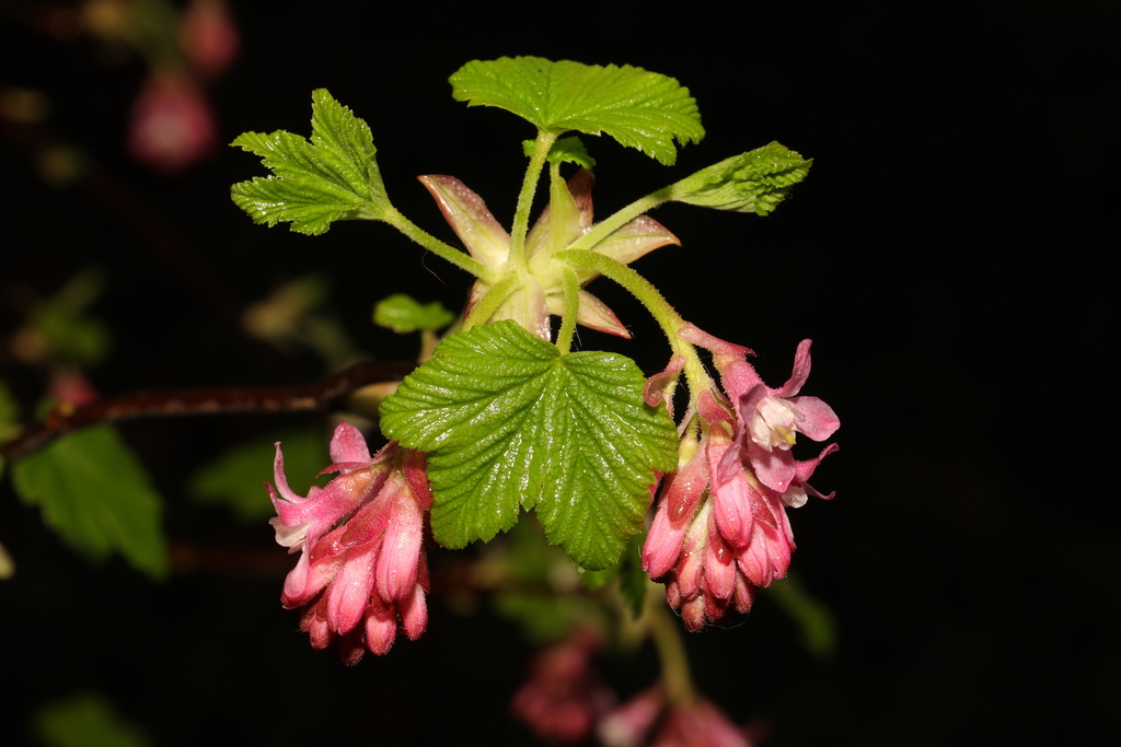 Ribes sanguineum