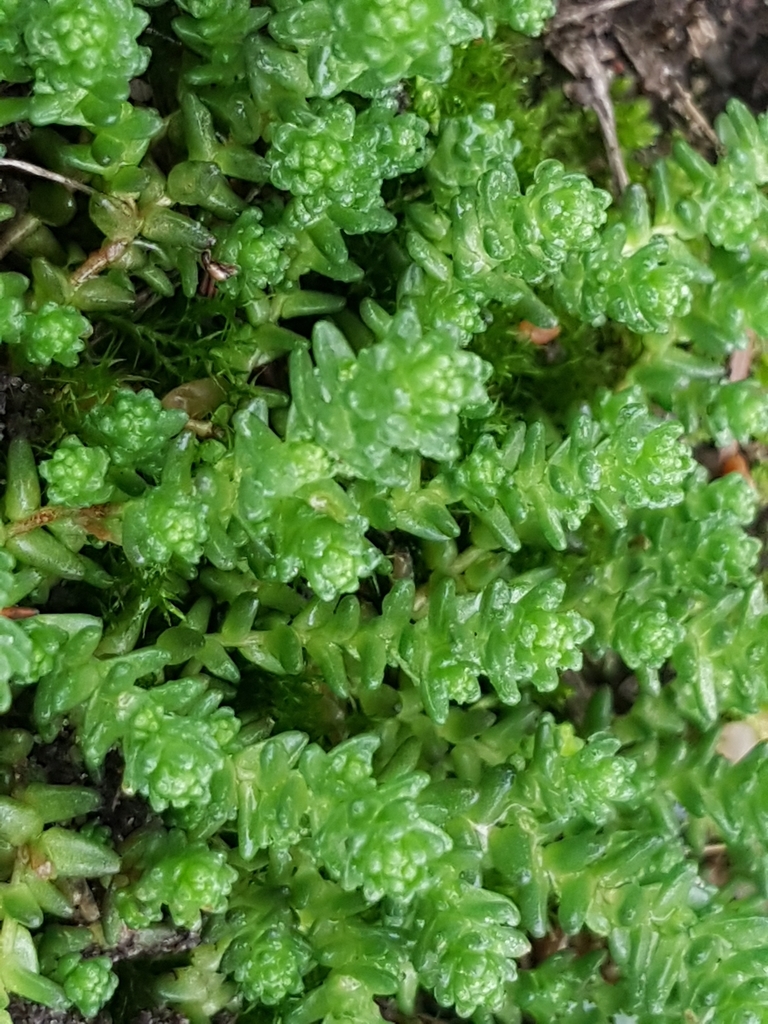 Sedum acre