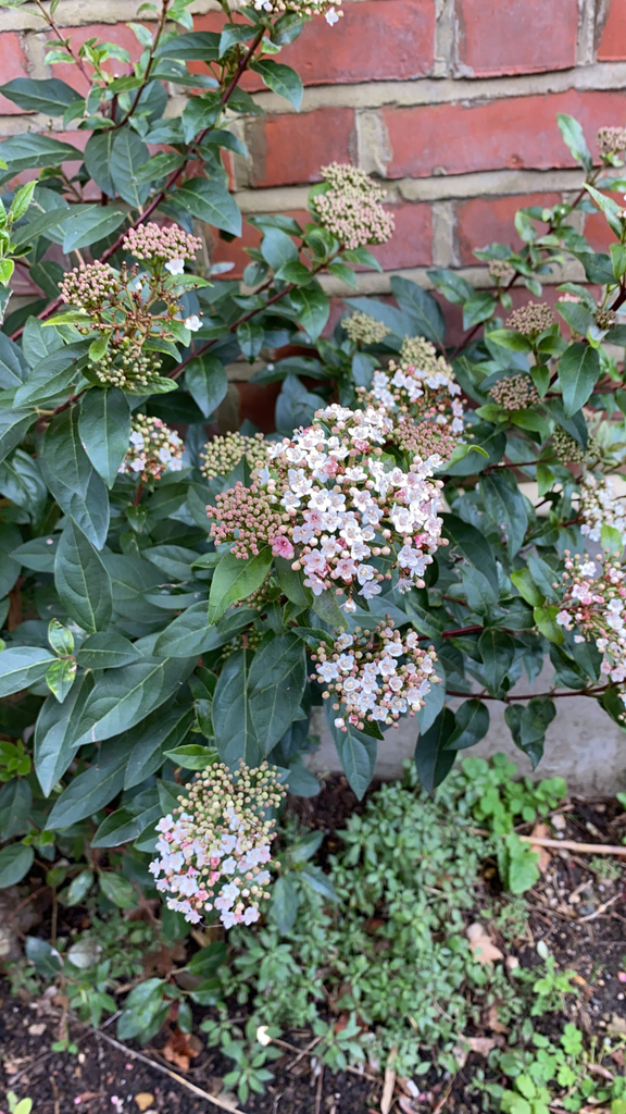Viburnum tinus