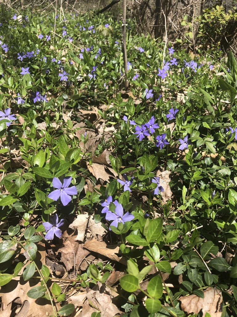 Vinca minor